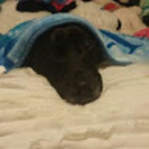 Meet your Posher, Fly